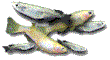 latipes.gif (3276 oCg)