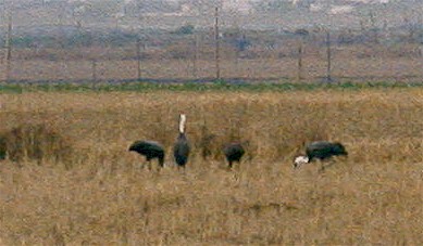 crane_03.jpg (31173 バイト)