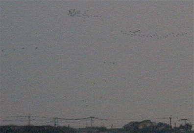 crane_04.jpg (20325 バイト)