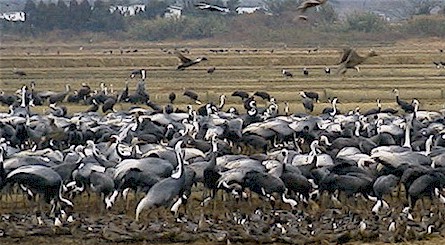 crane_21.jpg (59782 バイト)