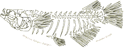 fishbone.gif (9828 バイト)