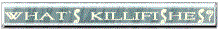 kp_bn01.gif (3303 oCg)