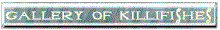 kp_bn02.gif (3343 oCg)