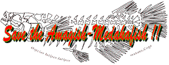 Save the Amagish-Medakafish !!