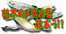 Save the Amagish-Medakafish !!